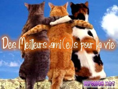 rencontre pour amoureux animaux